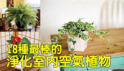 房間適合的植物|【淨化空氣又好養的9大類室內植物！連NASA也推薦！】